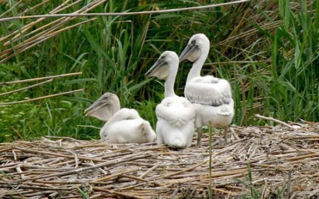 Къдроглавите пеликани в защитената местност Калимок Бръшлен край Тутракан вече са