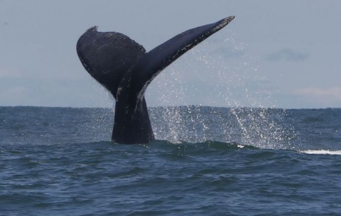 Кралят на маорите в Нова Зеландия призова китовете да получат