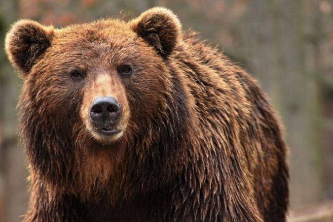 Румънското правителство взе решение за отстрел на 1000 мечки след