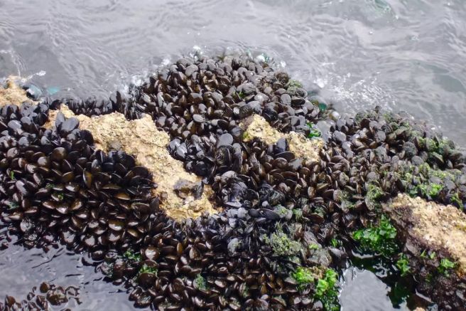 Токсични водорасли откриха на румънските брегове на Черно море Експертите