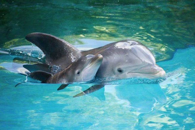 Повече от 100 делфина са били изхвърлени по турското крайбрежие