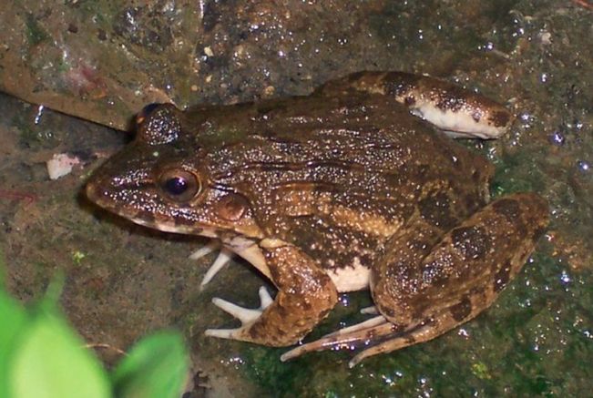 Ракоядна тревна жаба, снимка: Wikipedia