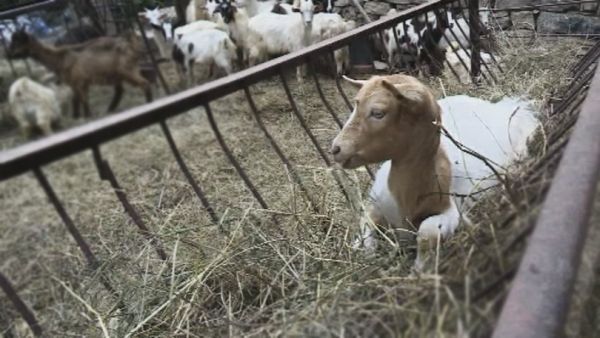 Констатирано е огнище на шарка по дребни преживни животни –