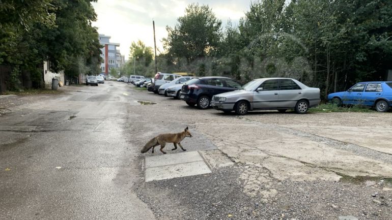 Напоследък се забелязва нещо необичайно бум на лисици в столицата