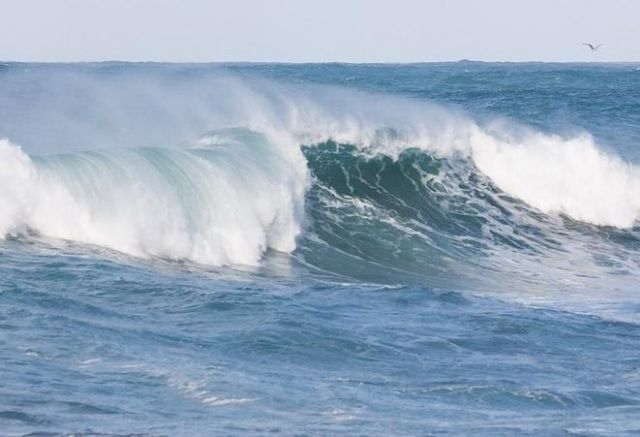 Учени от Далекоизточния федерален университет ДВФУ откриха в Японско море