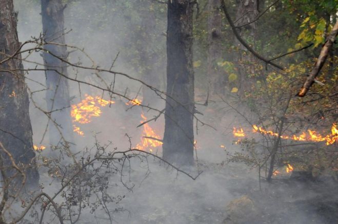 Огънят, който вече втори ден бушува край чепеларското село Хвойна,