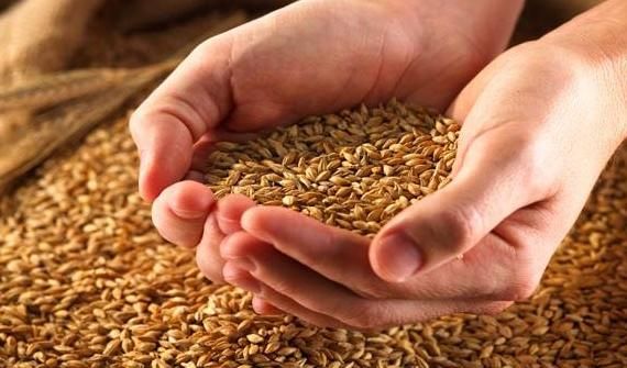 Индия забрани износа на пшеница това решение влиза в сила