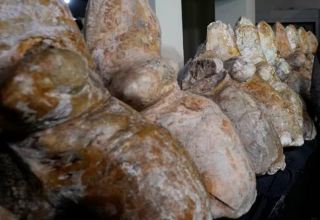 Костите на кит, живял преди 39 млн. години, поставят на