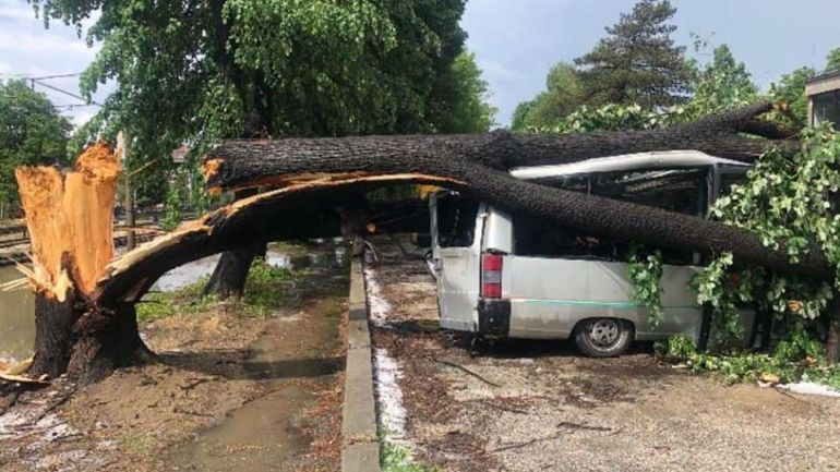 Две дървета паднаха върху автомобил в столичния квартал Изгрев В