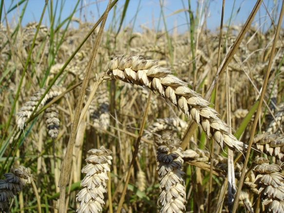 Българските зърнопроизводители са в много тежко положение – никой не
