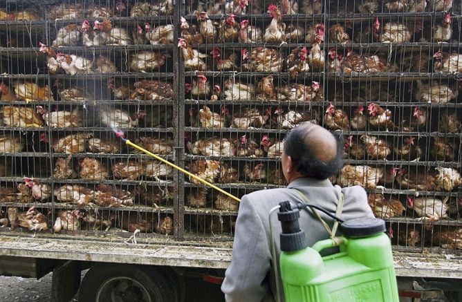 Около 400 000 птици са били умъртвени по хуманен начин в девет ферми