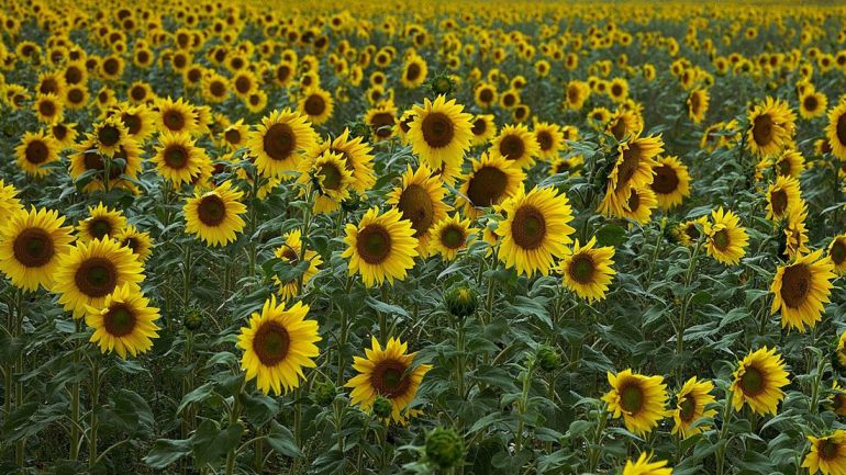 Реколтата от слънчогледово семе в Украйна през 2022 г. може