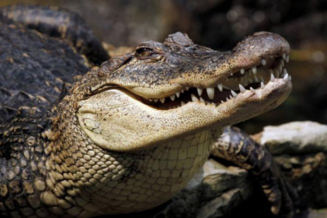 В Китай започна операция по откриването на голям брой крокодили