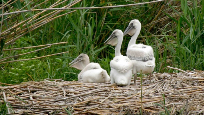 В „Сребърна“ се излюпиха първите пеликанчета за тази година