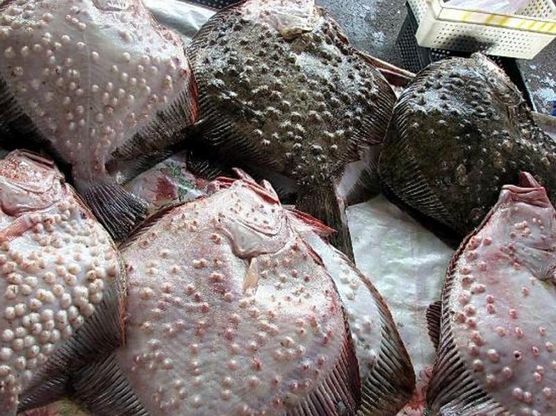 За първи път от 10 години насам квотата за улов на калкан за България ще бъде увеличена