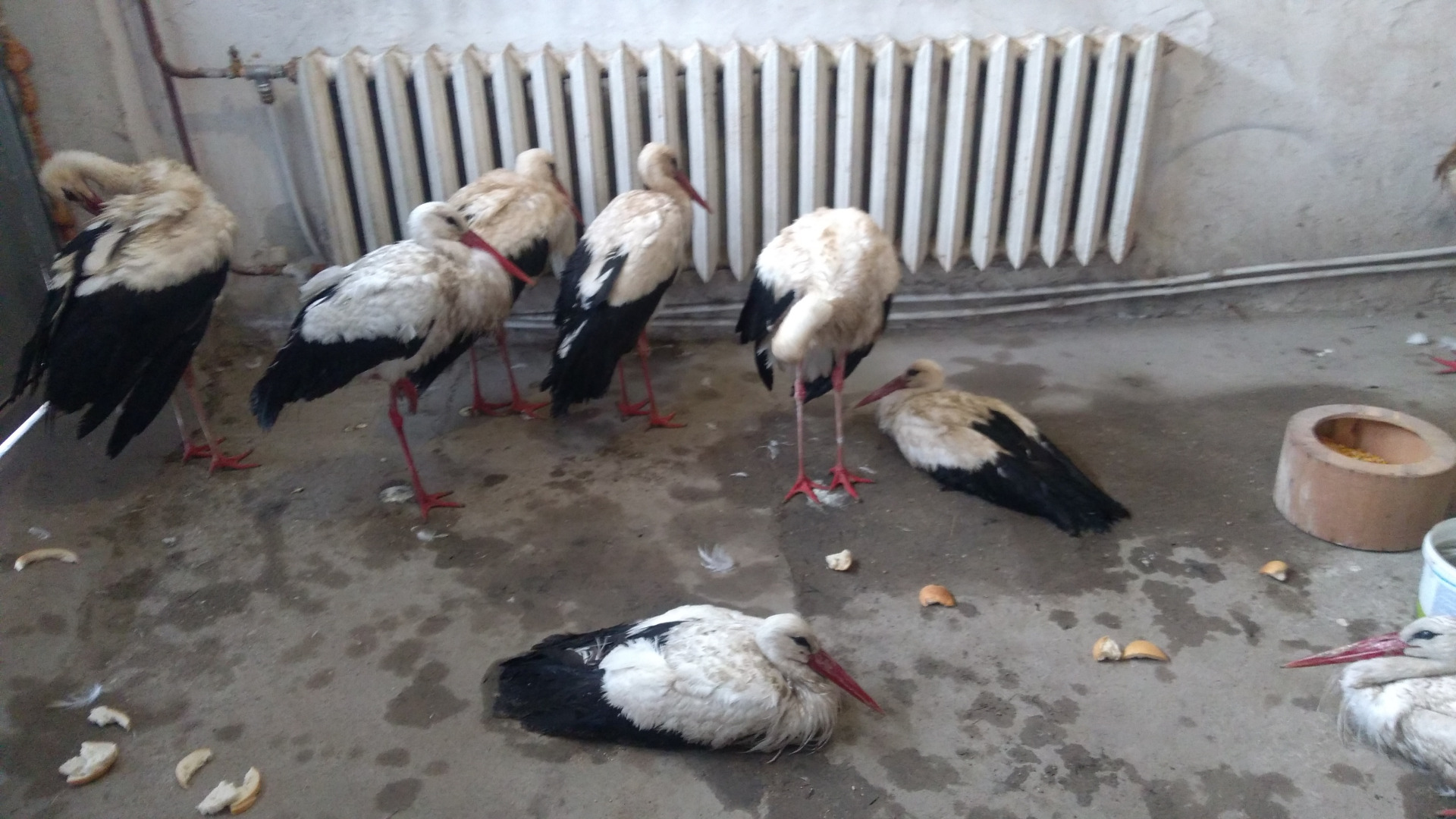 Guardian: Българи спасяват измръзнали щъркели в домовете си