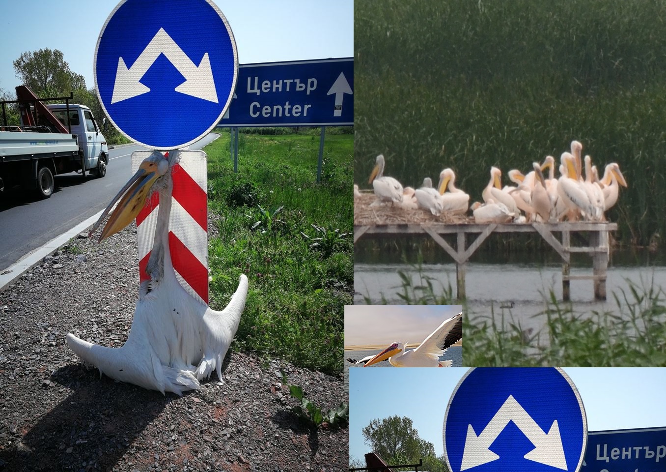 Изроди разпънаха розов пеликан на пътен указател в Раднево