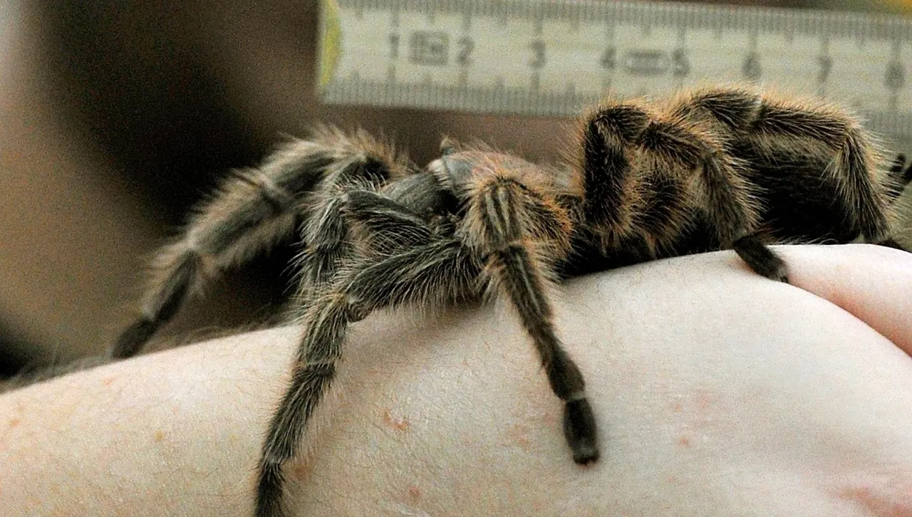 В лондонски магазин откриха опасен паяк, пропътувал 8 хил. км.