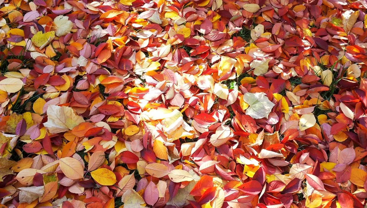 Топъл ноемврийски ден с мъгли и слънце – ново понижение на налягането и дъждове от запад