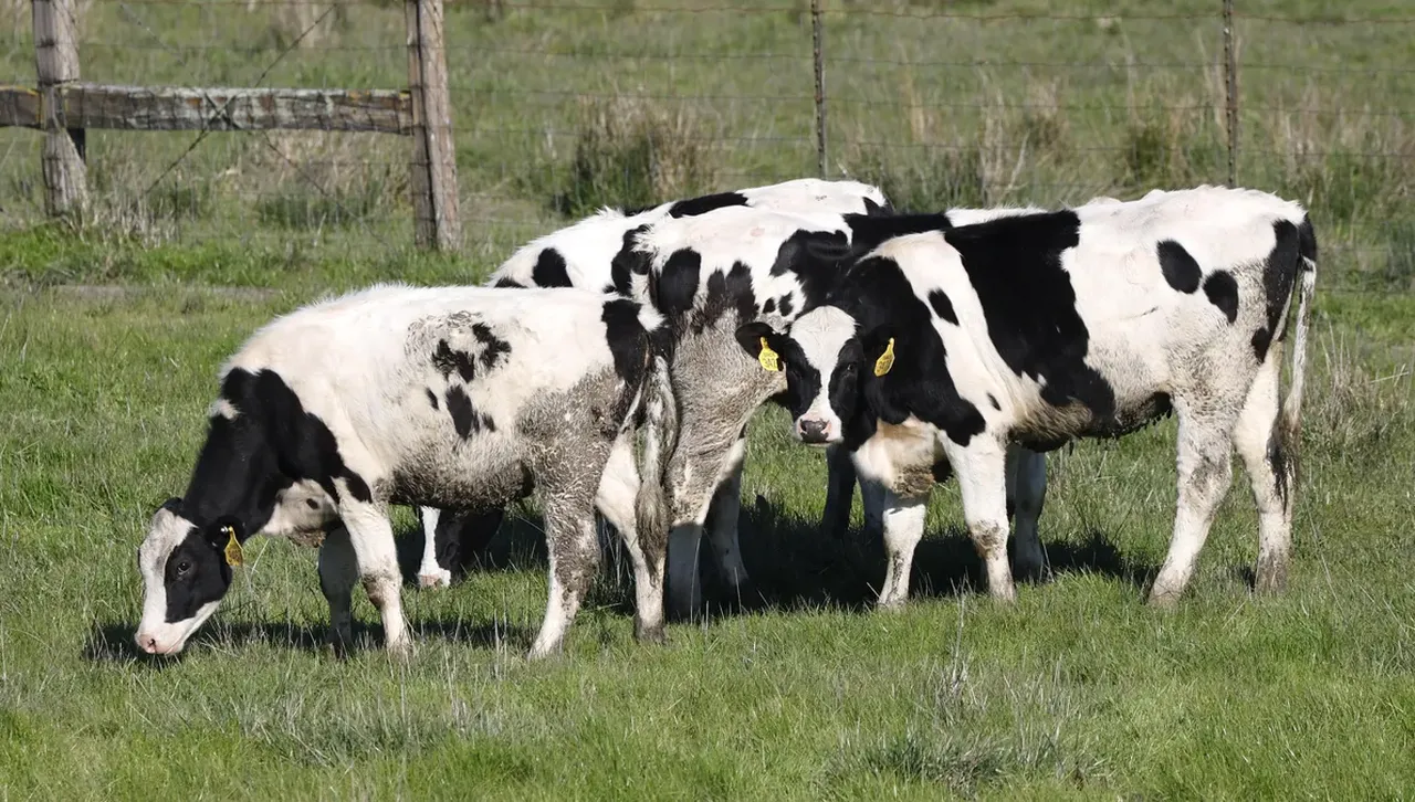 Говедовъдите у нас взеха над 25 млн. лева преходна помощ за 2025