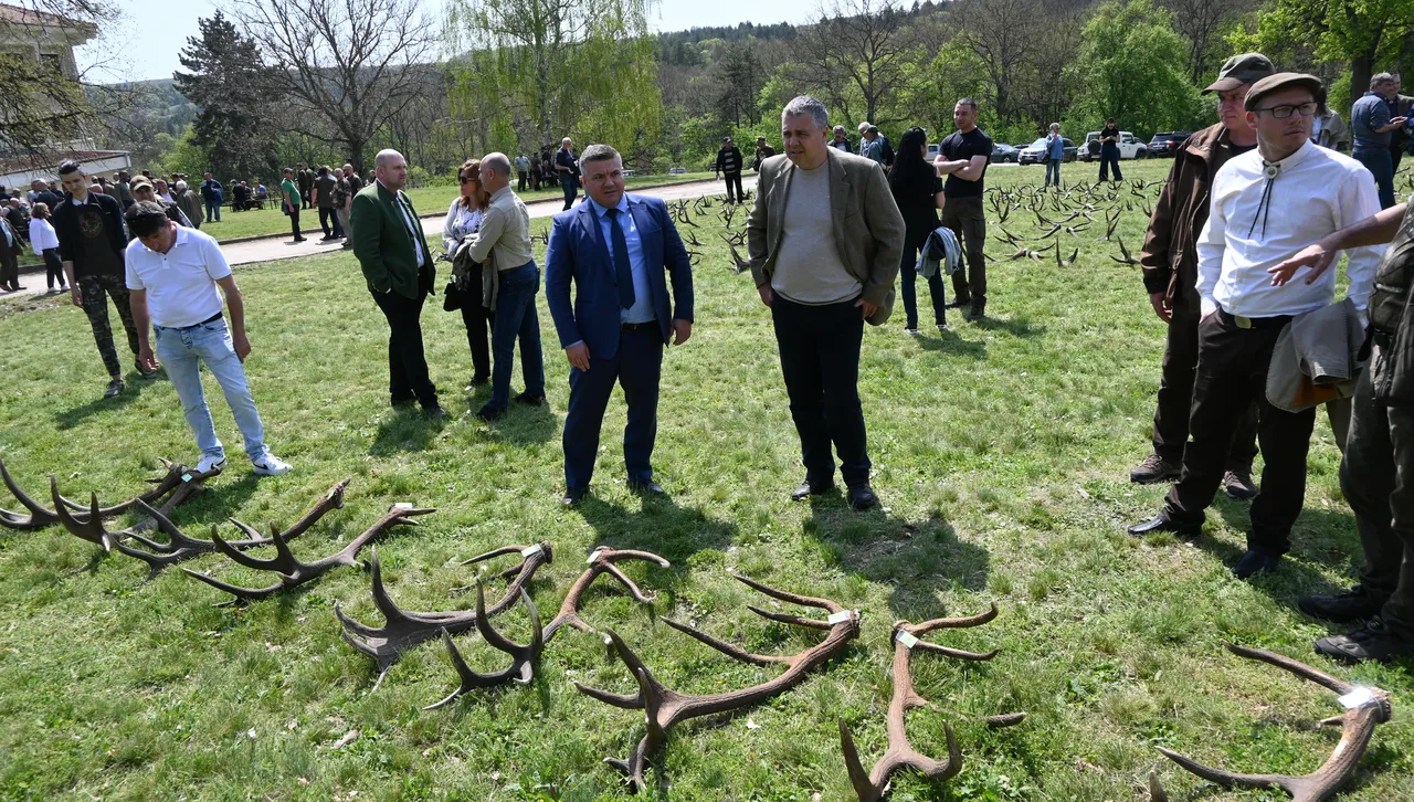 Изложиха 5 тона паднали рога от благороден елен, добити през сезон 2025 