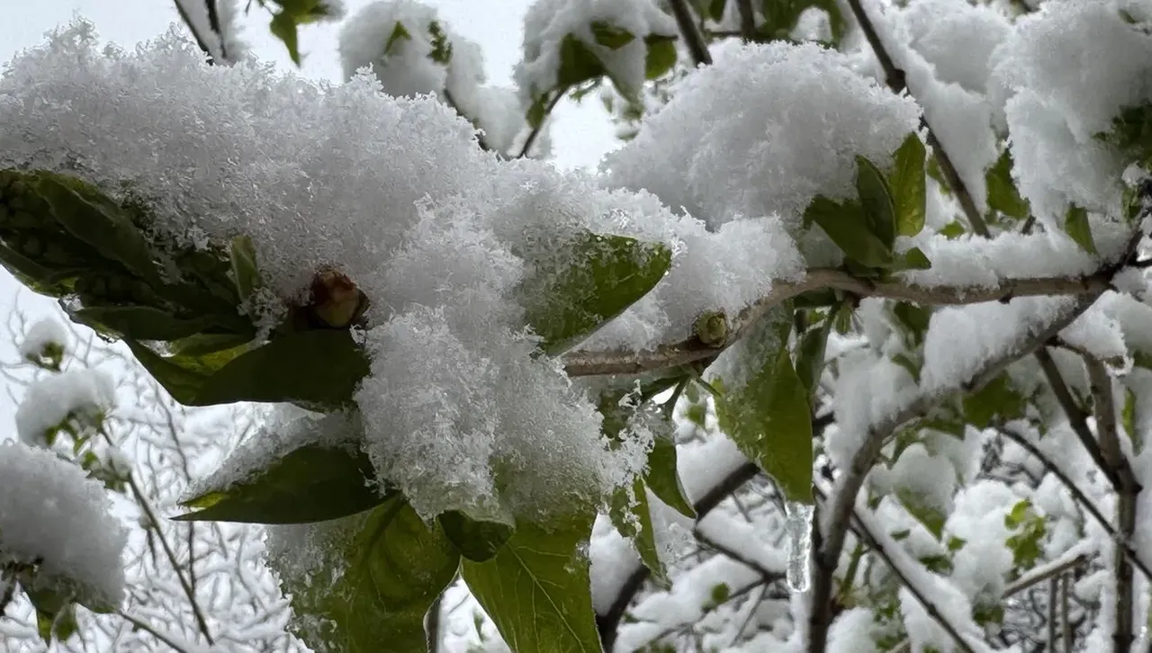 Априлският сняг засипа цветовете на овошките, реколтата у нас е под въпрос