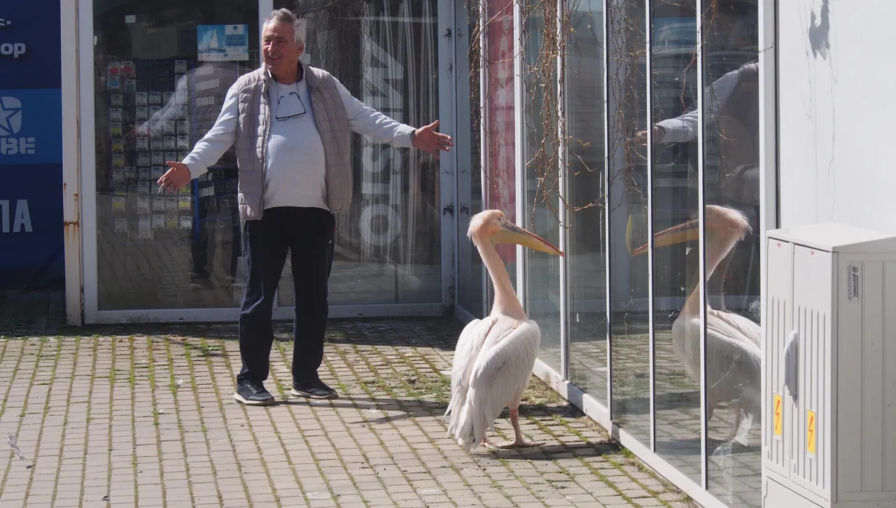 Във Варна гощават с прясна риба новата си легенда - розов пеликан, наречен Стойчо