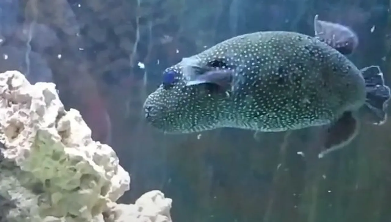 Отровната риба балон се появи в Черно море - има ли рискове за рибарите и летовниците?