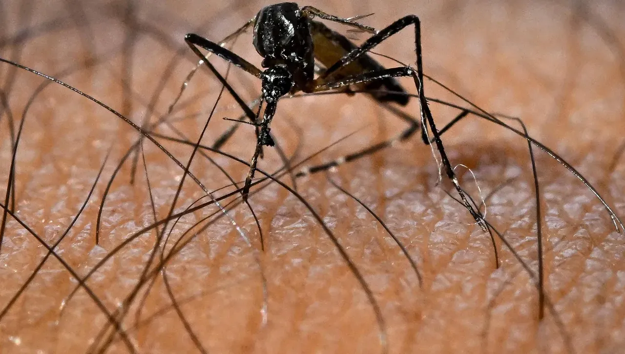 Комарите настъпват: Европа в капана на новата епидемична нормалност