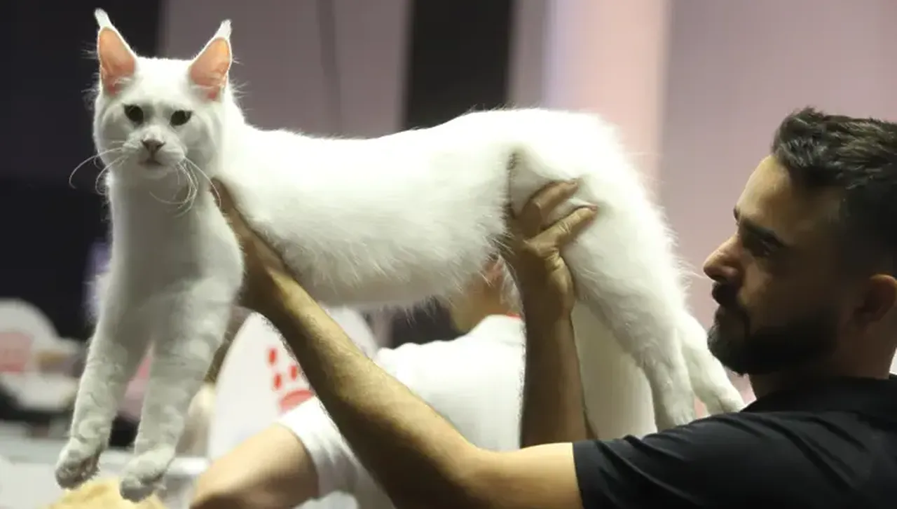 Мистерията на гръцките котки:  ушите им по-големи от проблемите, а опашките – дълги като туристическите сметки