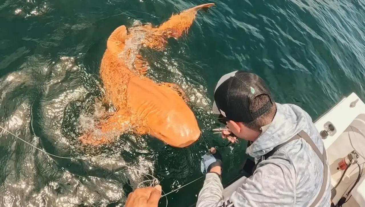 Сензация в океана: оранжева акула с призрачни очи предизвика учените