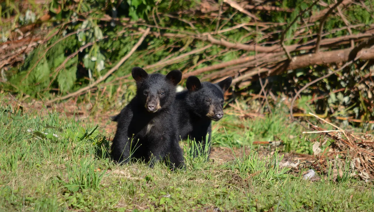 Четири мечета спряха движението на пътя Доспат–Батак