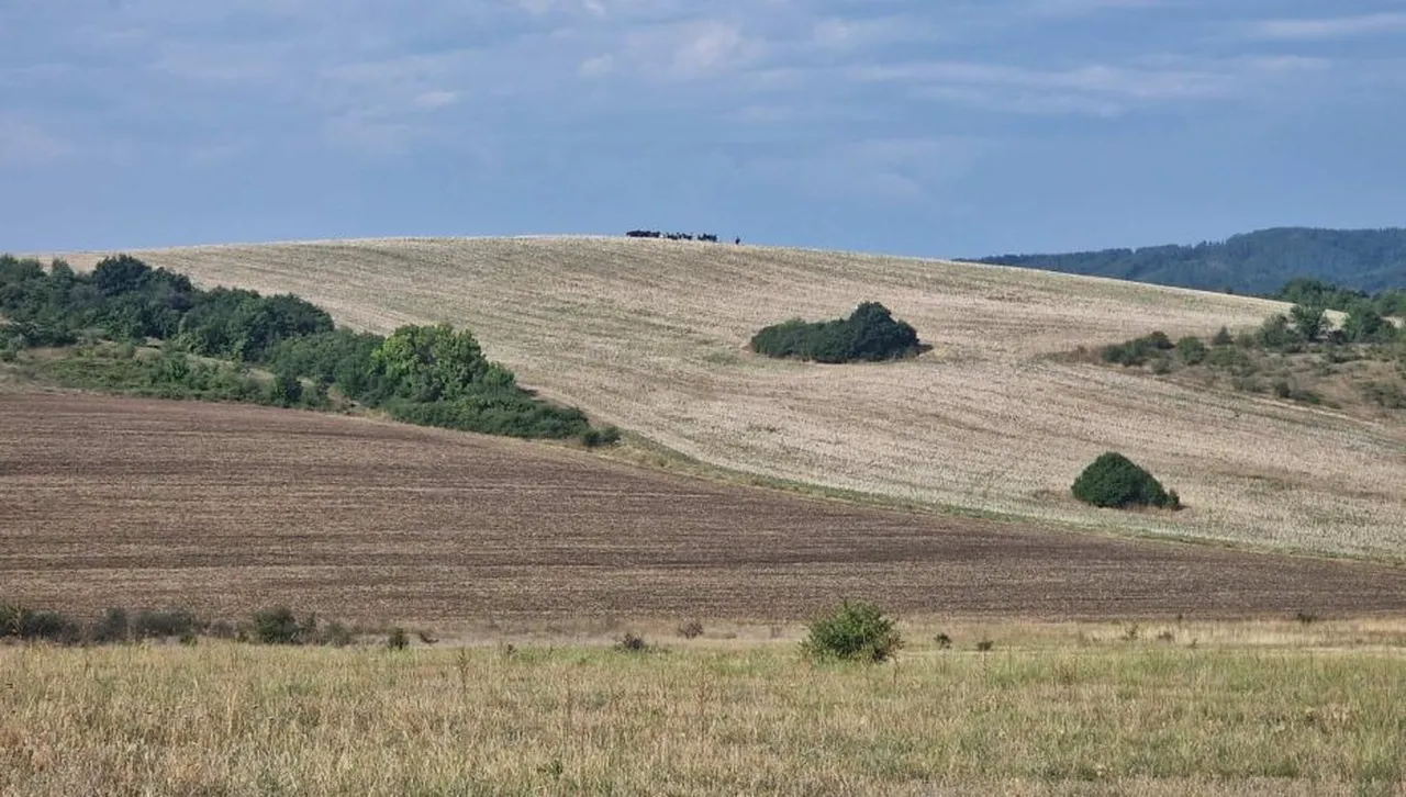    Проект за фотоволтаичен парк вдигна село Гълъбник на протест срещу скандално решение на общинарите в Радомир