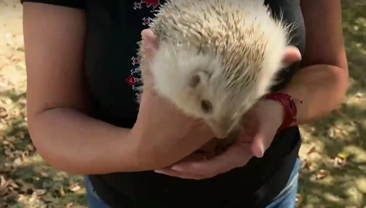 Необичайна среща: Откриха първия таралеж албинос в българско село