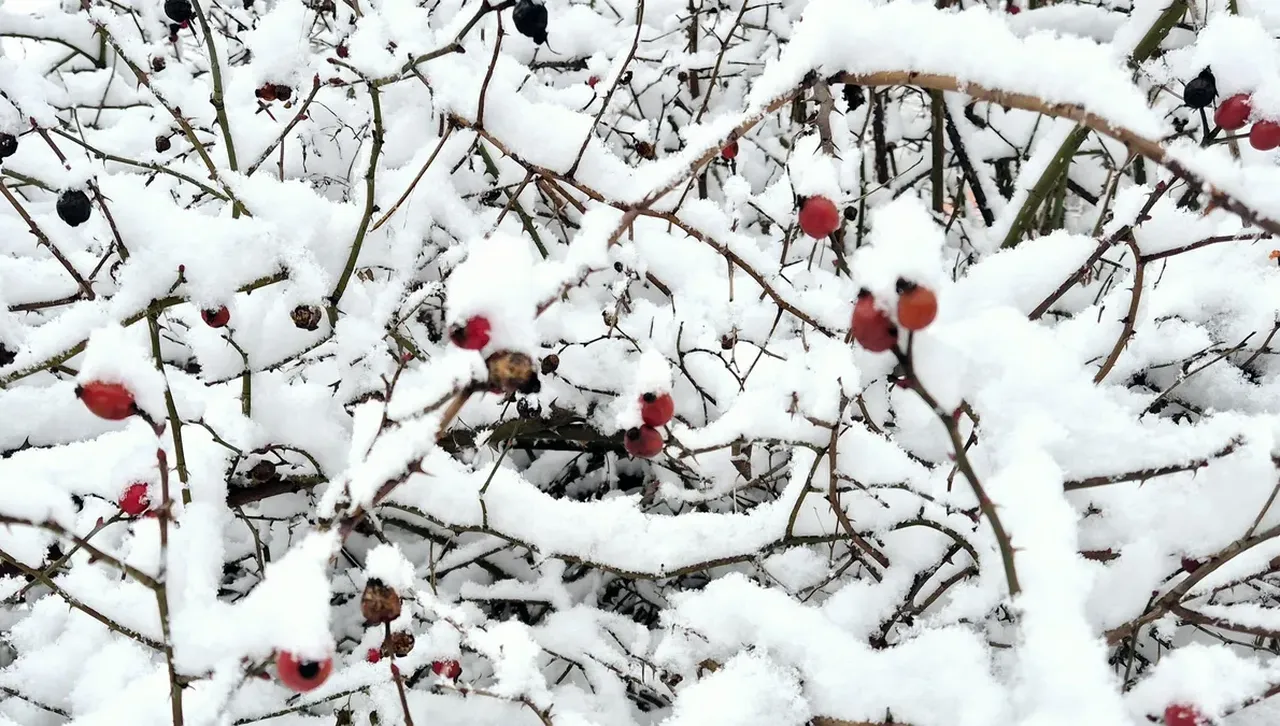 Температурите ще останат почти без денонощен ход от около минус