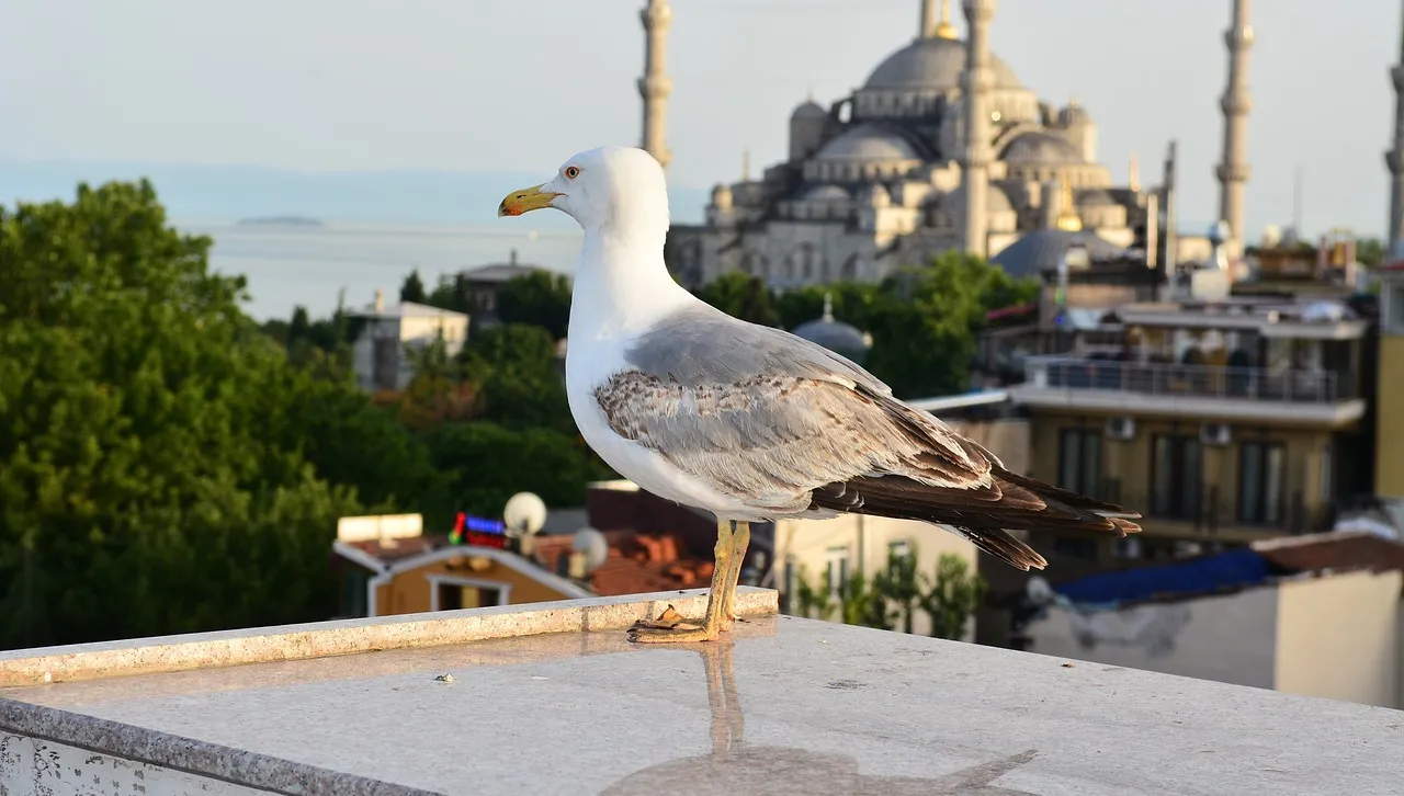 Мини цунами е предизвикал трусът с магнитуд 6,2, който разтърси Истанбул 