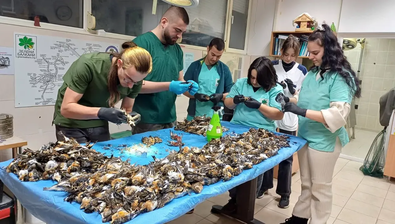 Природозащитници събраха 600 мъртви птици, убити от фойерверки и пиратки в Копривщица