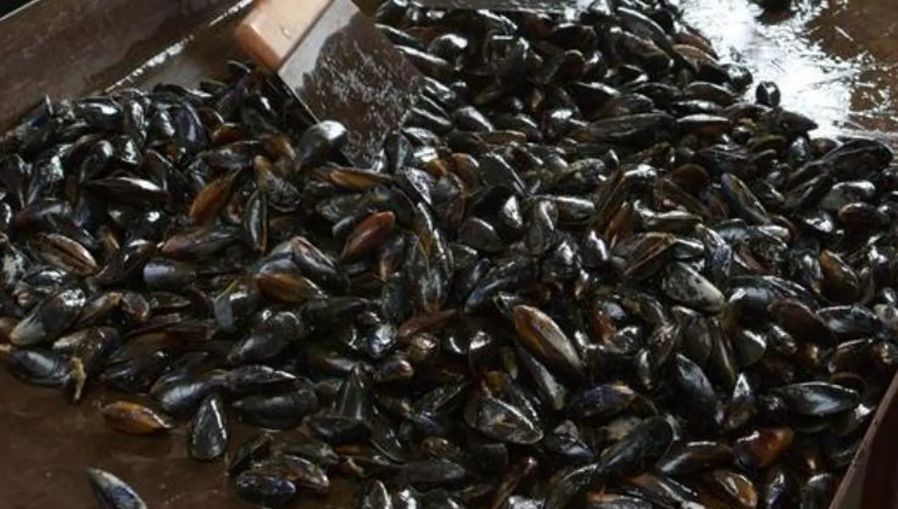 АФП: Българските ферми за миди – между успеха и риска от климатичните промени в Черно море
