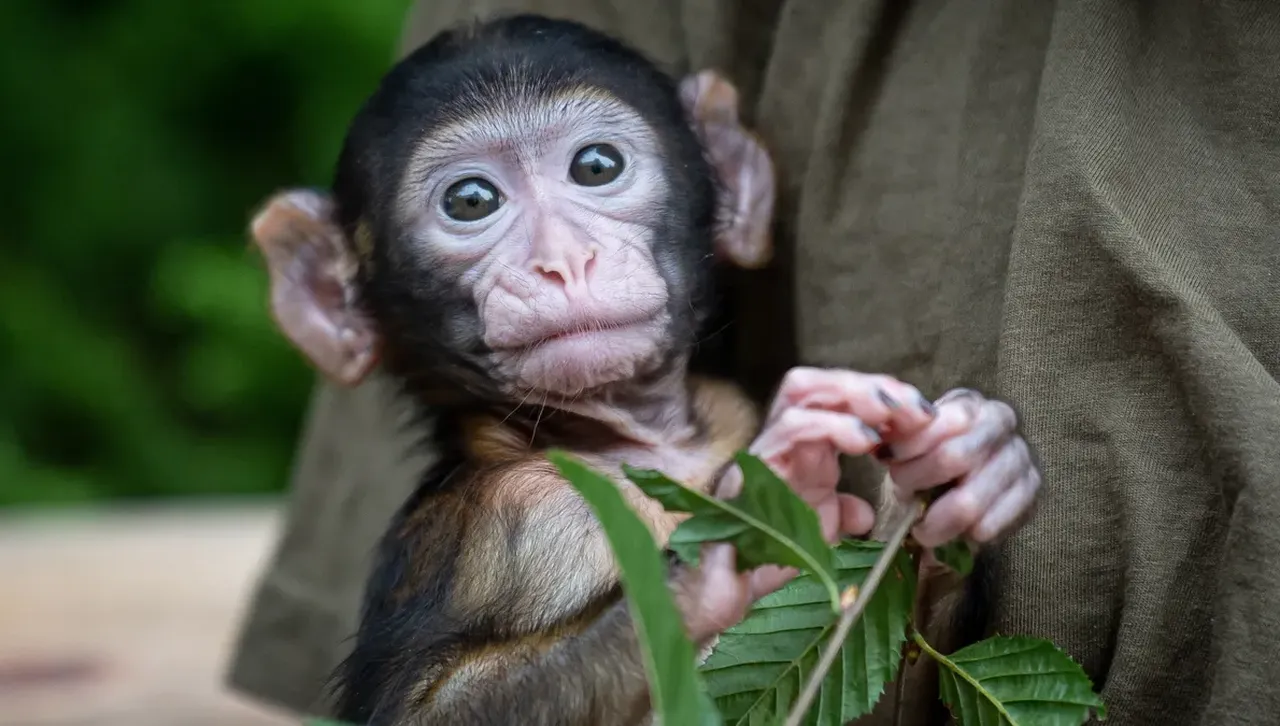 Почина единственото шимпанзе, говорещо на английски език