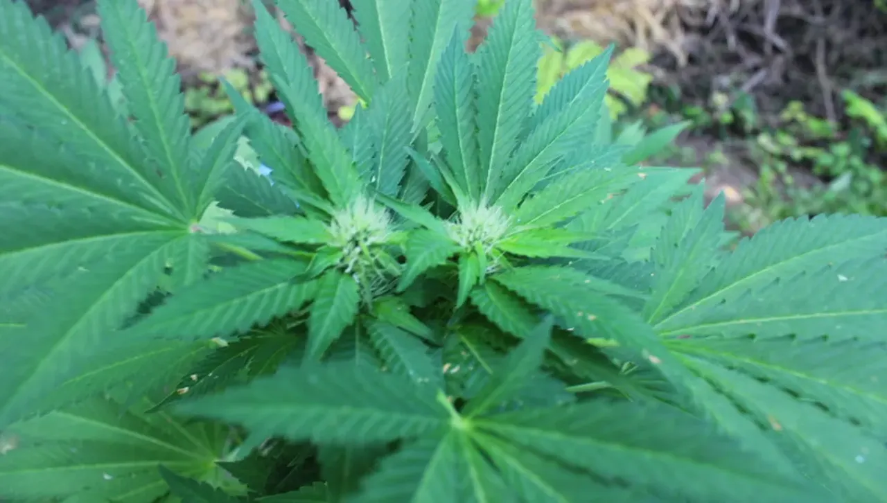 Справедлив ли е законът - тийнейджъри да попадат зад решетките за един грам канабис?