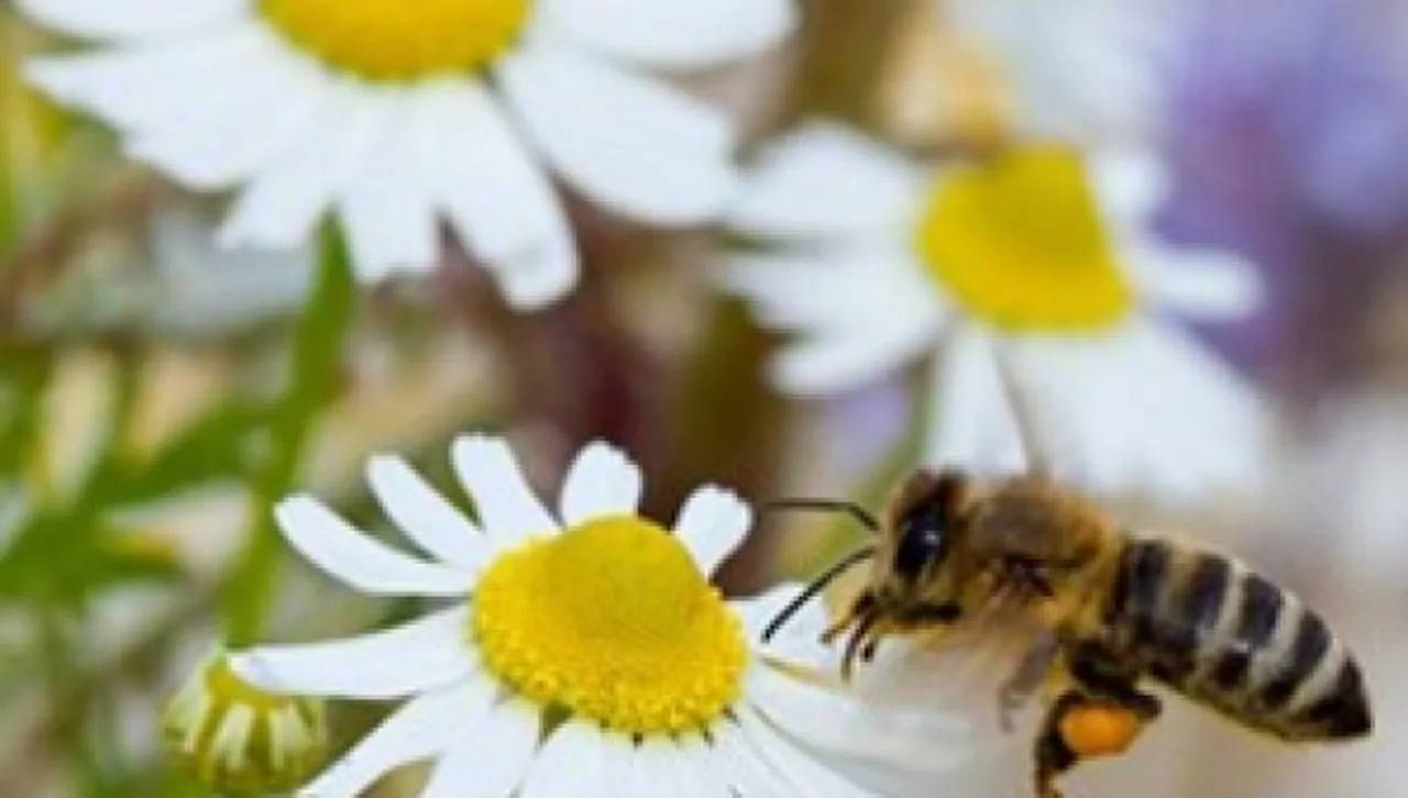 Храни и билки, които влошават пролетните алергии