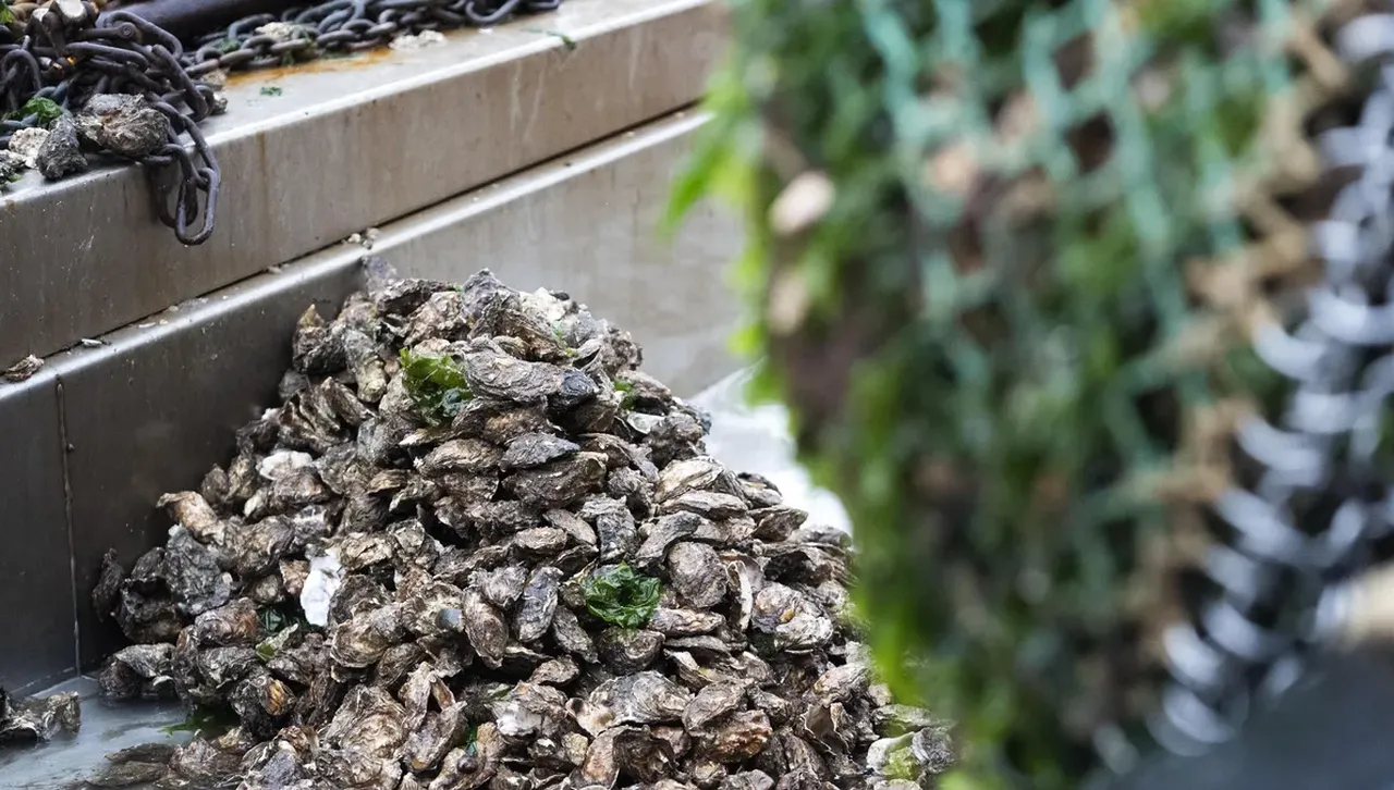 Японските стриди измират масово заради климатичните промени, подозират учени