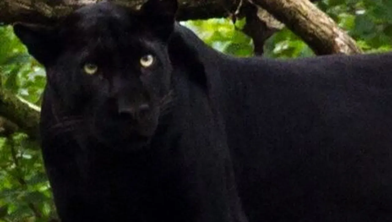 Черният хищник броди из България: Животното беше на 10 м от мен, явно гонеше плячка...