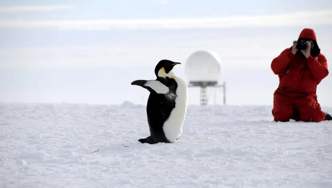Топенето на леда е фатално за императорските пингвини: не могат да сменят перата 