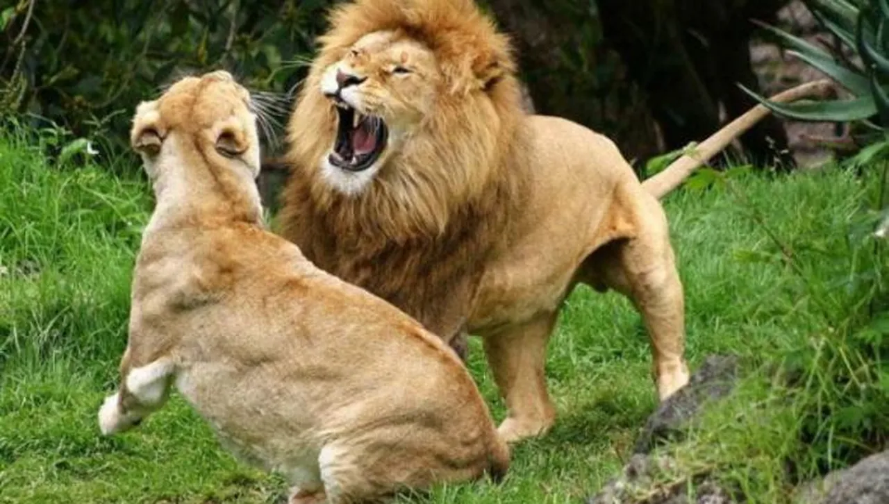 CNN: Броят на лъвове в Индия расте, за радост на еколозите, но това е и смъртна опасност