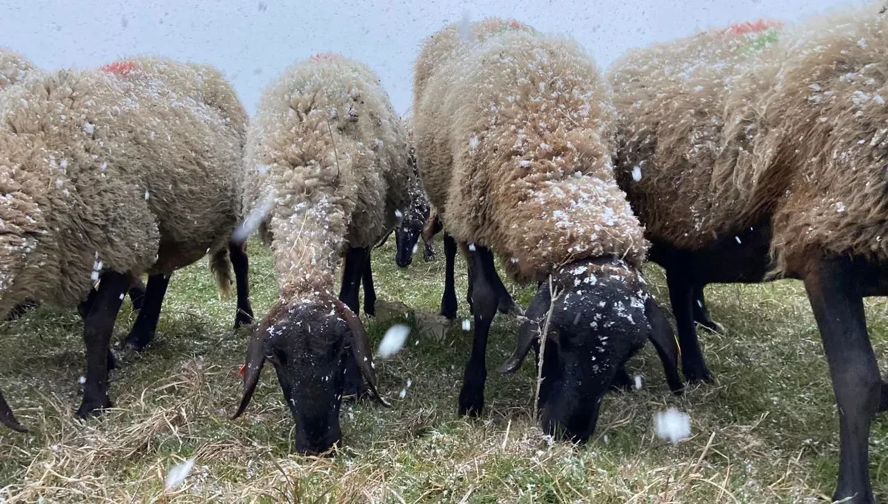 Опасност от гръцки сценарий: Кръгла маса у нас със спешни мерки срещу шарката при овцете 