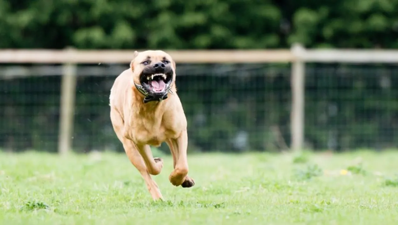 Двама нахапани от питбул са в тежко състояние в реанимацията в "Пирогов"