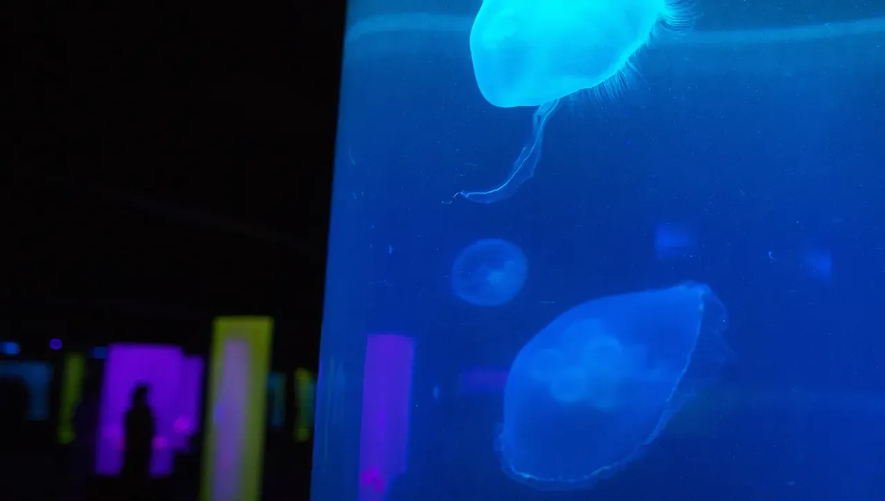 Паника в Япония: Неизвестен смъртоносен хищник с пипала нахлу в японски води