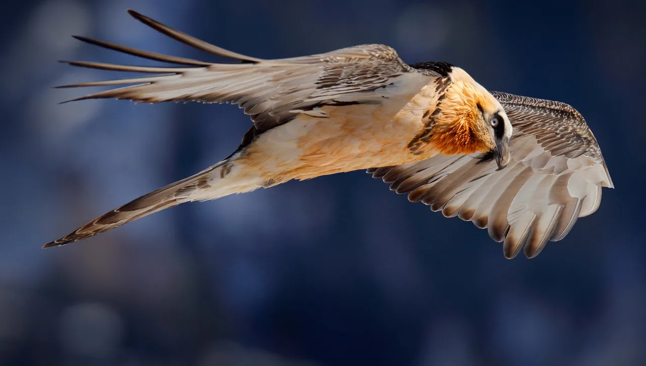 Екзотичният брадат лешояд получи шанс да се завърне у нас: Пуснаха първата птица