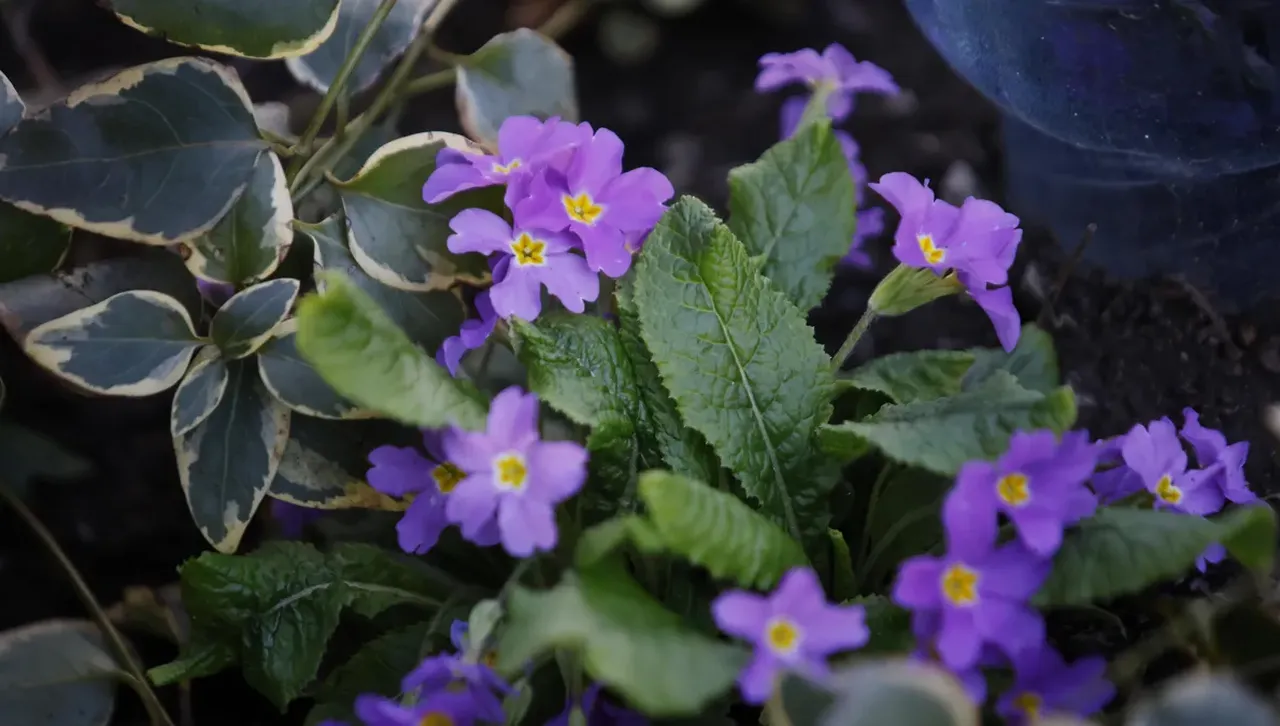 Слънце на запад, към обед облачността на изток се разчиства до ясно небе